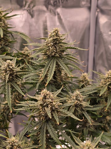 blue dream auto — flower, day 57