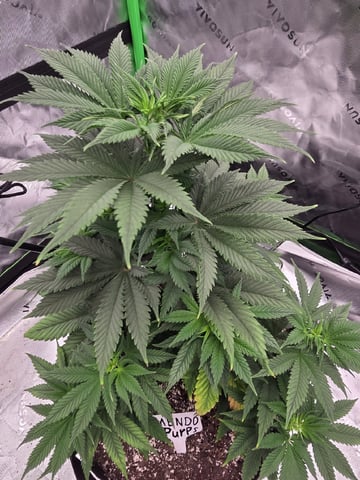 Summer 2026 Grow — flower, day 8