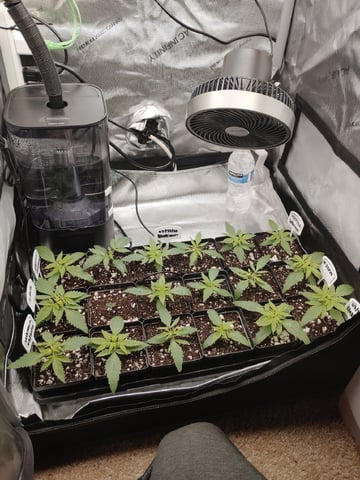 Unknown Seeds — seedling_rooting, day 17