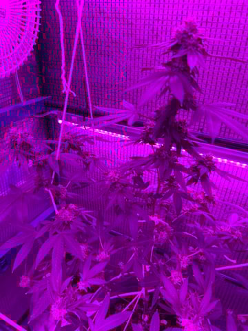 1st baby  — flower, day 66