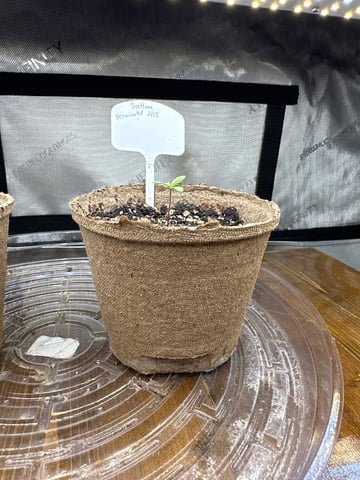 White Russian — vegetative, day 2