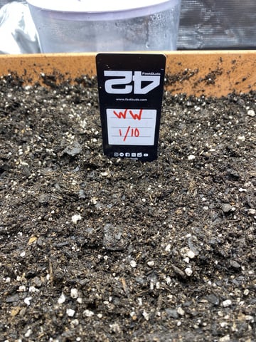 OG White Widow — germination, day 3