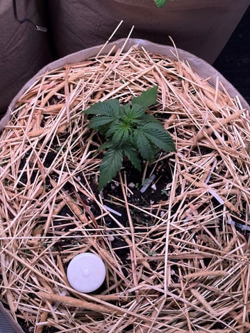 Round 1.5 — vegetative, day 23