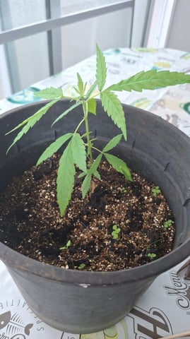 my first baby — grow_setup, day 1