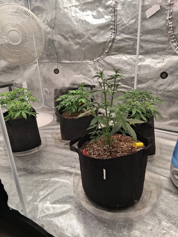 TEAM FULL AUTOS — vegetative, day 31