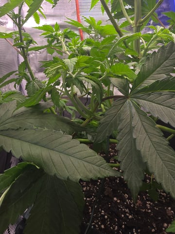 Northern lights #10 2nd plant (Selkies) — vegetative, day 38