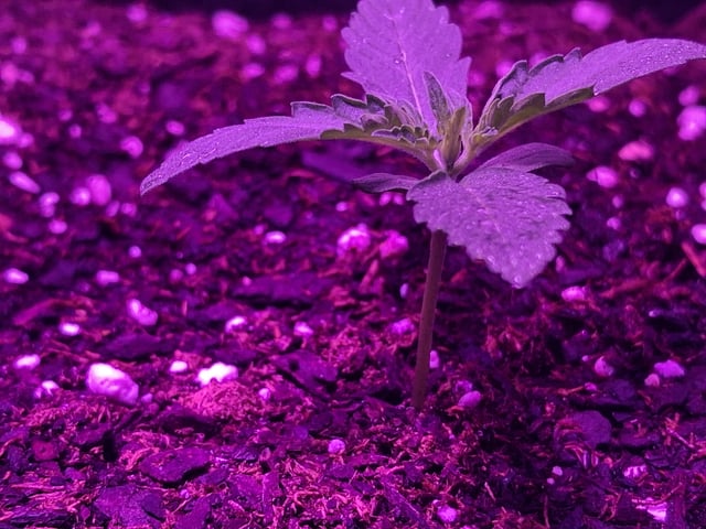 Cali Kush — seedling_rooting, day 12