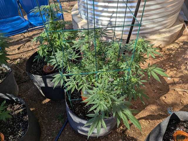 October Start — flower, day 99