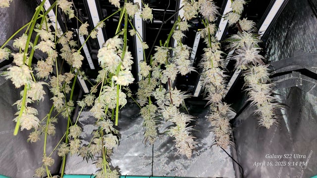 Blasted Genetics  — harvest, day 52