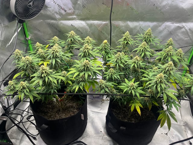 Blue Dream Photos — flower, day 91