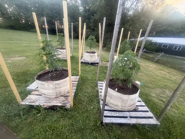 2026 Grow — vegetative, day 27