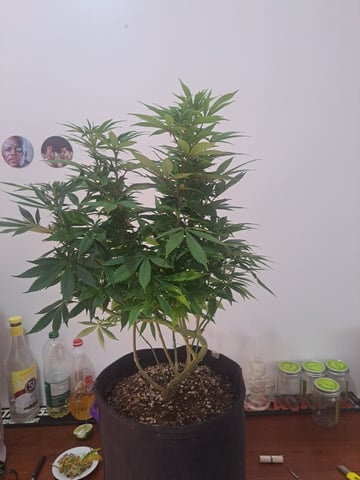 Yeti's Perpetual — none, day 136