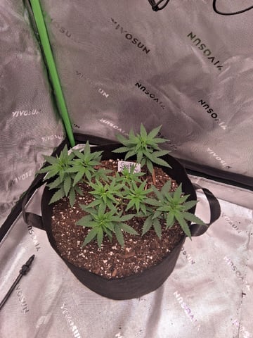  god father og feminzed — grow_setup, day 65