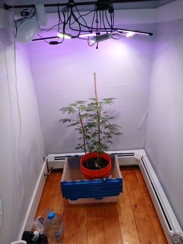 triangle kush  — vegetative, day 29