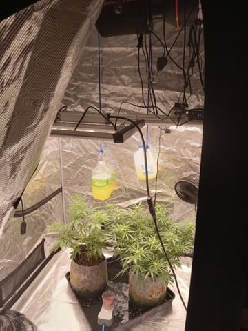   and one L.a kush cake . — flower, day 88