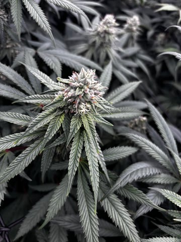 Pink Passion Fruit — flower, day 80