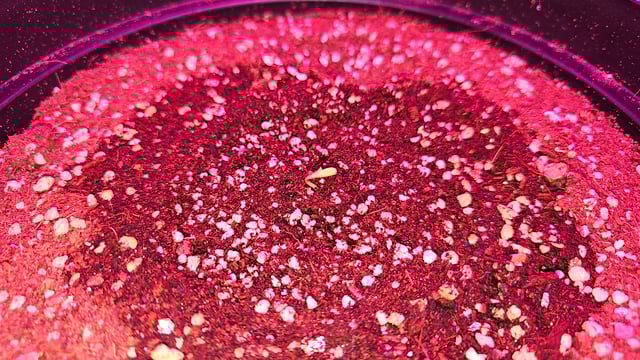 first grow adventure  — germination, day 3