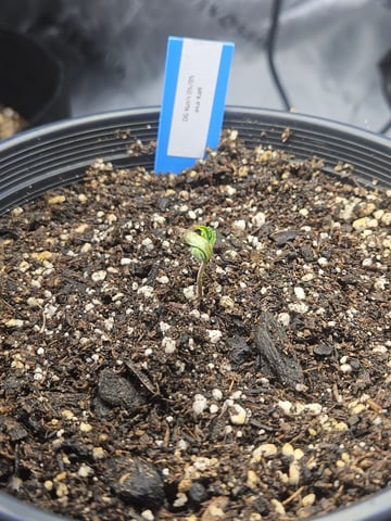 OG Kush — seedling_rooting, day 8