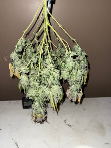 Blue Dream — harvest, day 113