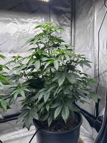 White Russian — vegetative, day 40