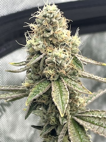 The Bling  — flower, day 126