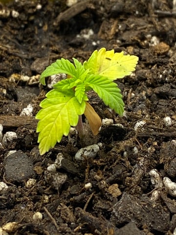 Gorilla Melon — seedling_rooting, day 28