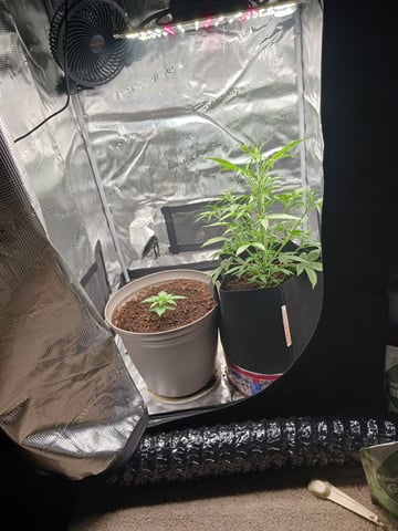 black gorilla feminized  — vegetative, day 9