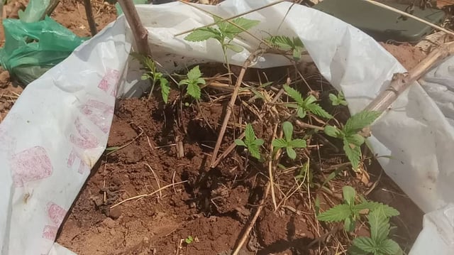 Random Seeds — vegetative, day 5
