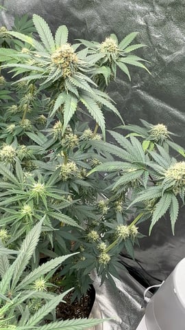 CB (Fem Photo) — flower, day 57