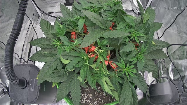 FastBuds Photo-Lemon Mandarin  — vegetative, day 50