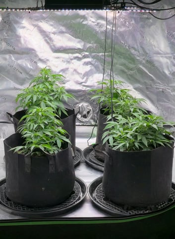 This grow may be interesting! — vegetative, day 75