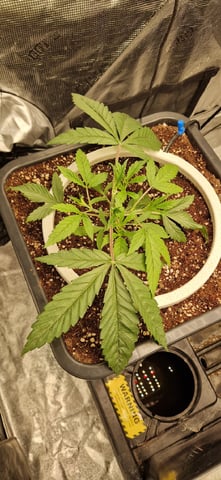 New Strains — vegetative, day 31