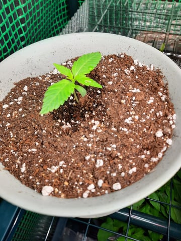 missing pieces — vegetative, day 13