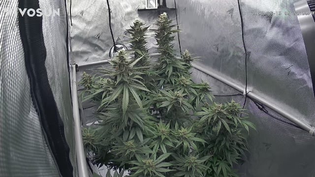 First Indoor Grow — germination, day 113