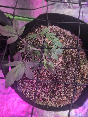 2025-26 — vegetative, day 15