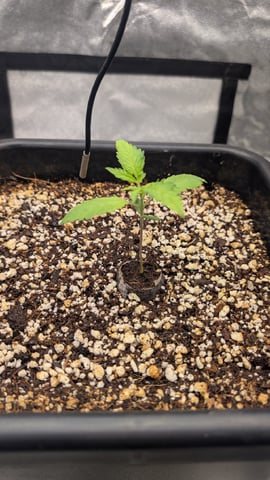 Lemon Cherry Gelato Auto — vegetative, day 14