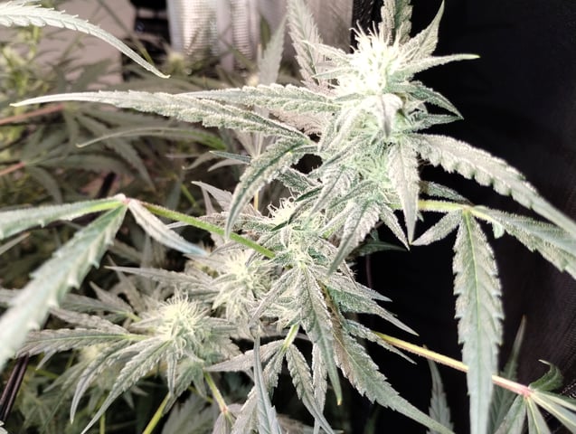 First grow — flower, day 74