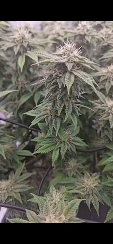 first grow — flower, day 100