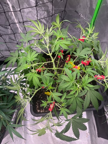 tropicana cookie purple  — flower, day 35