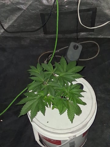 Black cherry Stomper 