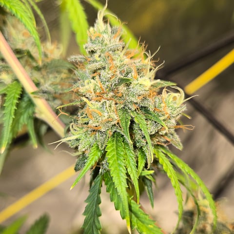 Big Momma Blue Dream  — flower, day 61