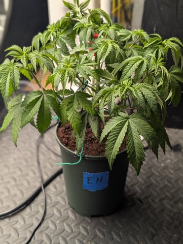 EG/SM/SG/CW — vegetative, day 30