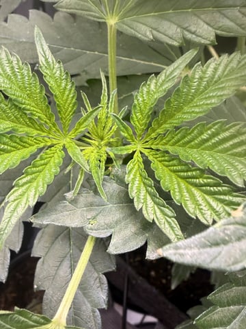 Random Seed — vegetative, day 35