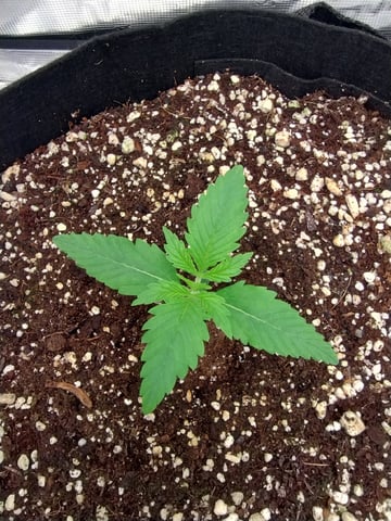 Round 2🥊 — seedling_rooting, day 15