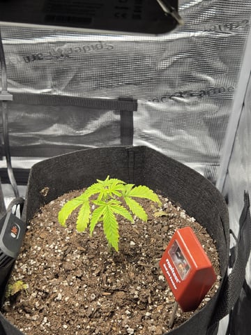 My first batch of medication