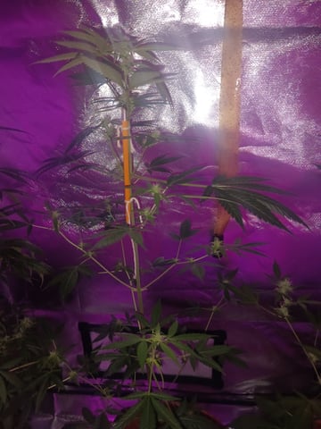 aurora auto — flower, day 84