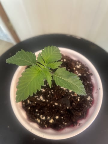 Banana Blaze 