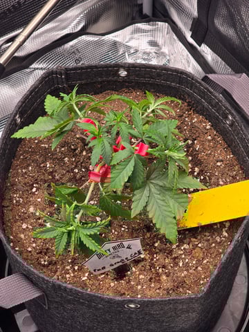 Dirty Bird - Thousand Island Fem & Platinum Kush Breath Remix x Grape Cakehead Fem Photo  — vegetative, day 29