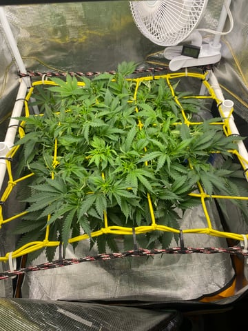 blackberry marshmallows  — vegetative, day 64