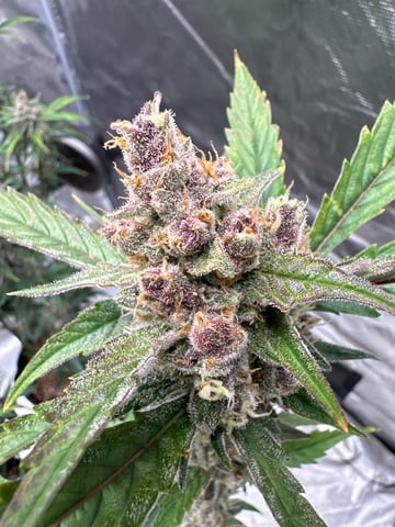 Good Genetix G-Line + Fat Bastard auto — auto, day 92
